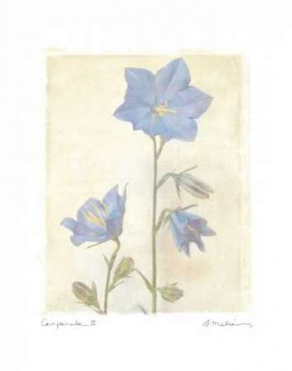 Campanula II Poster Print by Amy Melious - Item # VARPDXMEL292